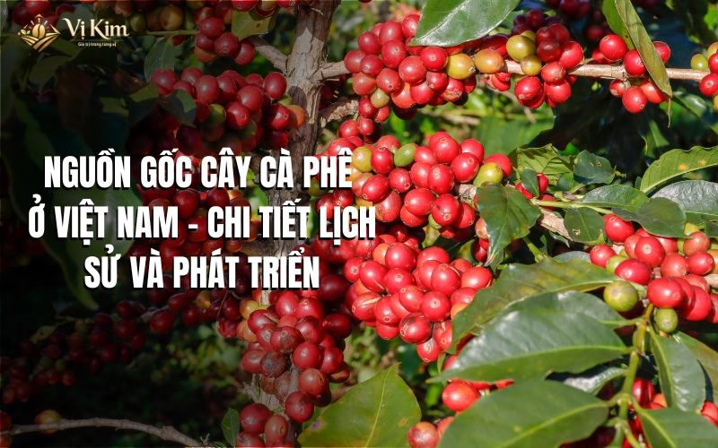 nguồn gốc cây cà phê ở việt nam