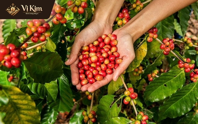 1 tấn cà phê tươi được bao nhiêu cà phê nhân