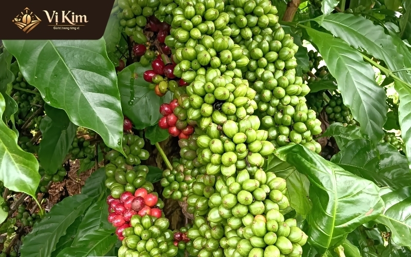cà phê tươi là gì