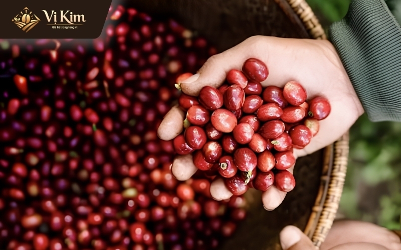 các yếu tố ảnh hưởng đến giá 1kg cà phê robusta